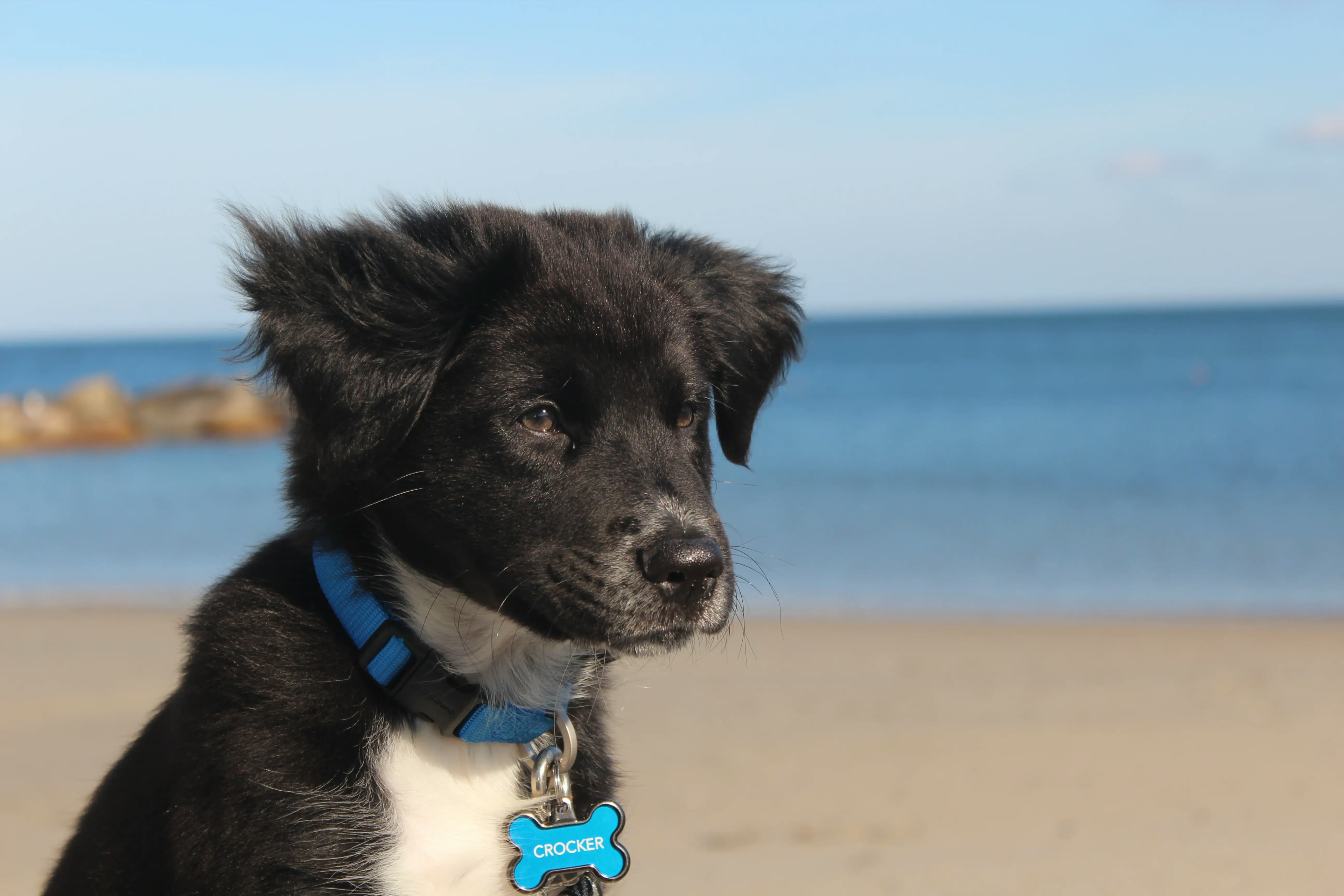 Black dog with white blaze named crocker on beach