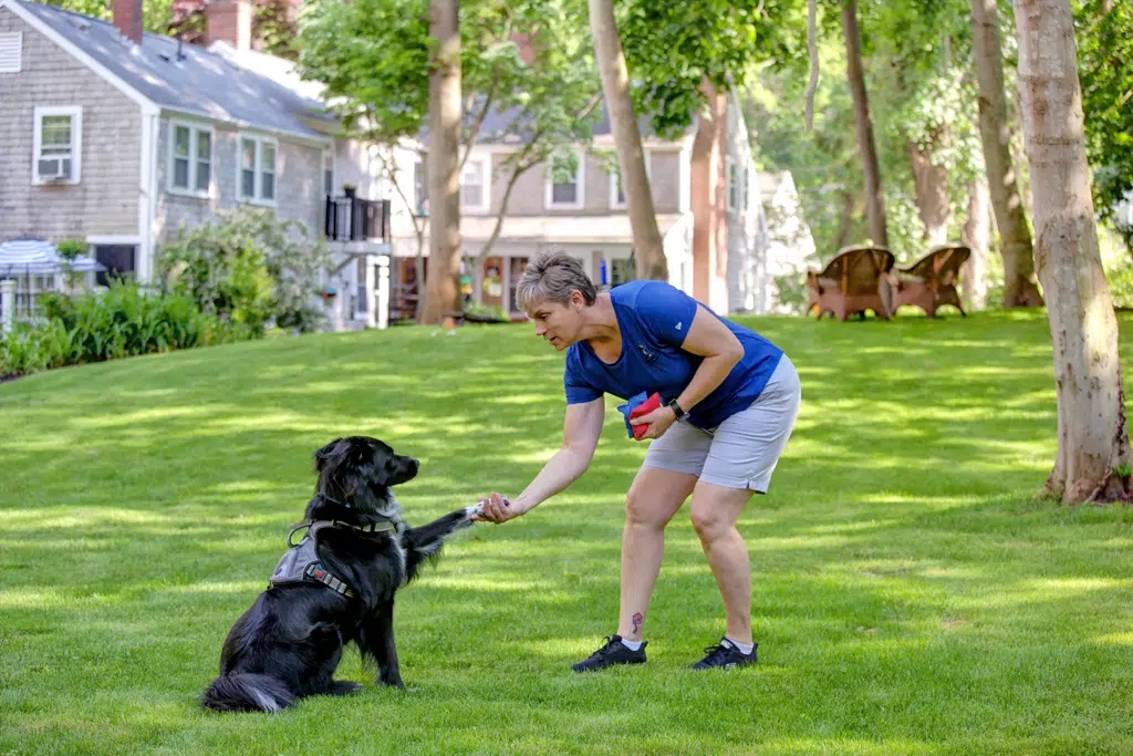 Woman in blue shirt and khaki shorts shaking paws with black down on green lawn
