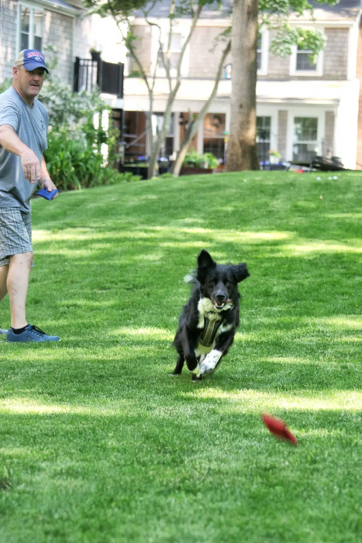 Man tossing bean backs for black dog to chase in green grass yard