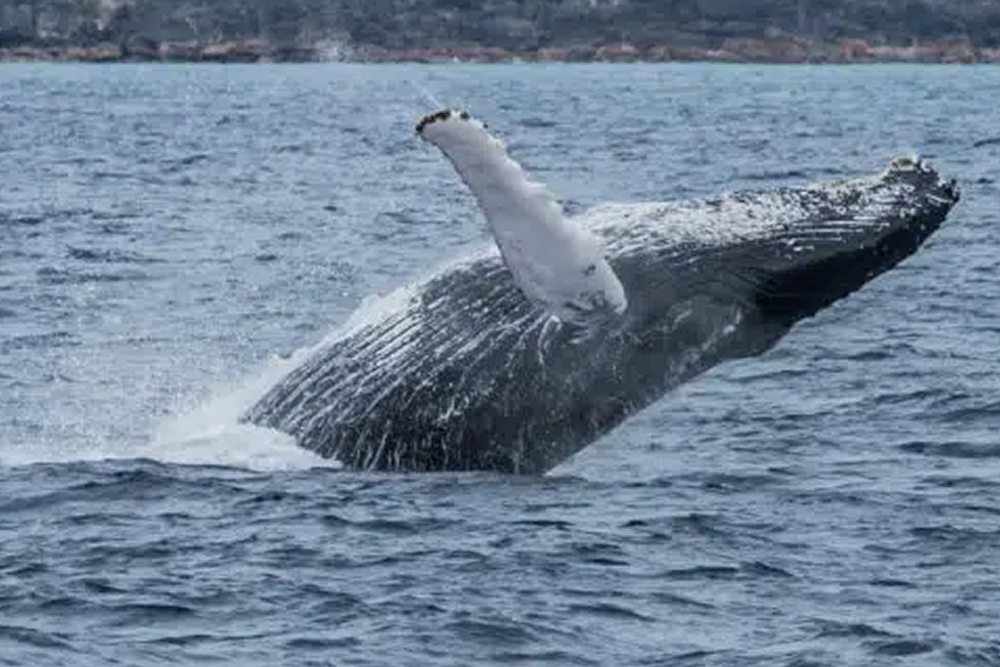 Whale breaching in blue ocean