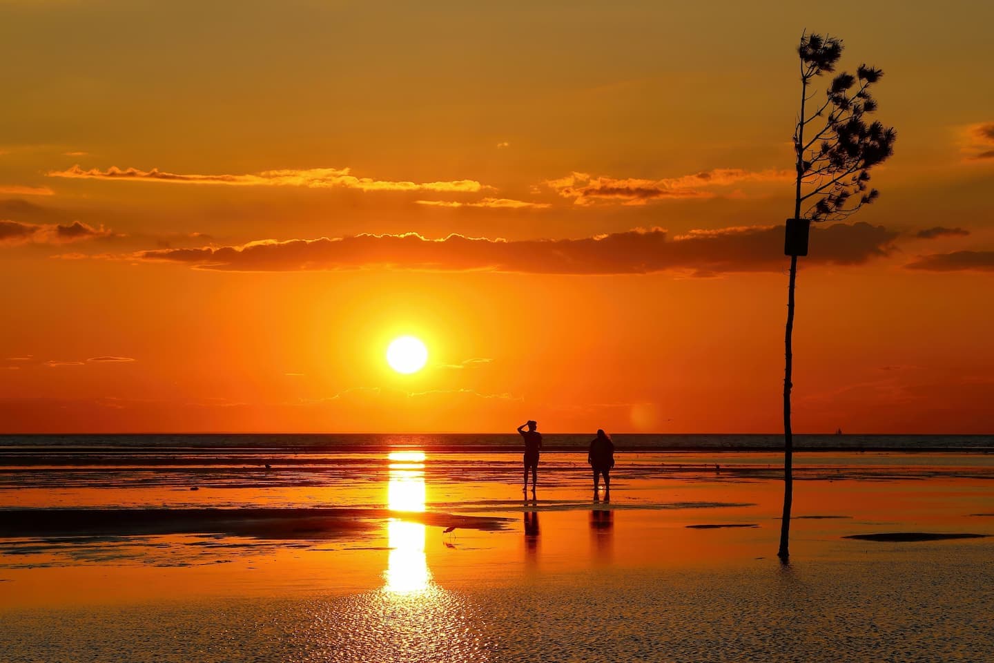 Silhouetted figures stand by a tranquil beach at sunset, with a lone tree nearby. Silhouetted figures stand by a tranquil beach at sunset, with a lone tree nearby.